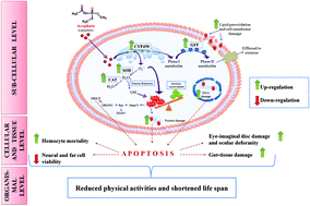 Graphical abstract: Chronic exposure to acephate triggers ROS-mediated injuries at organismal and sub-organismal levels of Drosophila melanogaster