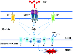 Graphical abstract: In vitro modulation of mercury-induced rat liver mitochondria dysfunction