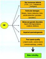Graphical abstract: Cellular and molecular mechanisms of sulfur mustard toxicity on spermatozoa and male fertility