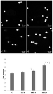 Graphical abstract: Evidence for cardiotoxicity associated with sertraline in rats