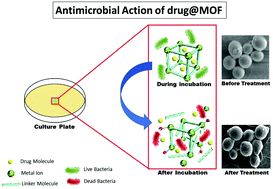 Graphical abstract: Bioactive nano-metal–organic frameworks as antimicrobials against Gram-positive and Gram-negative bacteria