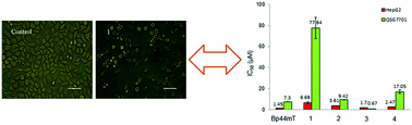 Graphical abstract: Less toxic zinc(ii), diorganotin(iv), gallium(iii) and cadmium(ii) complexes derived from 2-benzoylpyridine N,N-dimethylthiosemicarbazone: synthesis, crystal structures, cytotoxicity and investigations of mechanisms of action