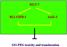 Graphical abstract: Deficit in the epidermal barrier induces toxicity and translocation of PEG modified graphene oxide in nematodes