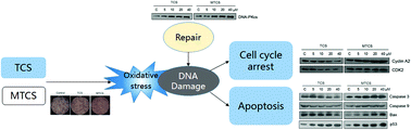 Graphical abstract: Comparison of hepatotoxicity and mechanisms induced by triclosan (TCS) and methyl-triclosan (MTCS) in human liver hepatocellular HepG2 cells