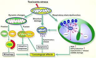 Graphical abstract: Targeting of the respiratory chain by toxicants: beyond the toxicities to mitochondrial morphology