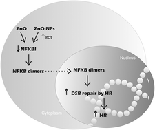 Graphical abstract: Genotoxicity of zinc oxide nanoparticles: an in vivo and in silico study
