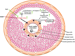 Graphical abstract: Di-(2-ethylhexyl) phthalate (DEHP) inhibits steroidogenesis and induces mitochondria-ROS mediated apoptosis in rat ovarian granulosa cells