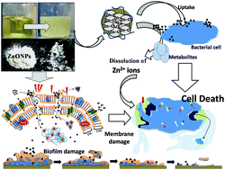 Graphical abstract: Bacterial toxicity of biomimetic green zinc oxide nanoantibiotic: insights into ZnONP uptake and nanocolloid–bacteria interface