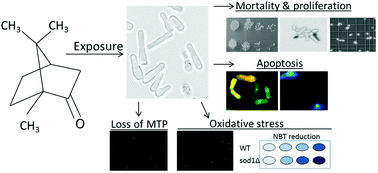 Graphical abstract: Oxidative stress-mediated apoptotic cell death induced by camphor in sod1-deficient Schizosaccharomyces pombe