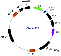 Graphical abstract: Pseudo-allergic reaction caused by Qingkailing injection partially via the PI3K-Rac1 signaling pathway in RBL-2H3 cells