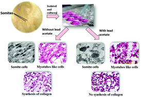 Graphical abstract: The effects of lead on the development of somites in chick embryos (Gallus gallus domesticus) under in vitro conditions: a histological study