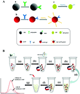 Graphical abstract: Fluorescence signal amplification assay for the detection of B. melitensis 16M, based on peptide-mediated magnetic separation technology and a AuNP-mediated bio-barcode assembled by quantum dot technology
