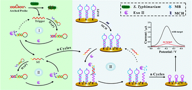 Graphical abstract: A facile signal-on electrochemical DNA sensing platform for ultrasensitive detection of pathogenic bacteria based on Exo III-assisted autonomous multiple-cycle amplification