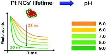 Graphical abstract: Fluorescence lifetime-based pH sensing by platinum nanoclusters