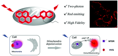 Graphical abstract: A two-photon excited red-emissive probe for imaging mitochondria with high fidelity and its application in monitoring mitochondrial depolarization via FRET