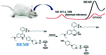 Graphical abstract: Real-time monitoring of peroxynitrite (ONOO−) in the rat brain by developing a ratiometric electrochemical biosensor