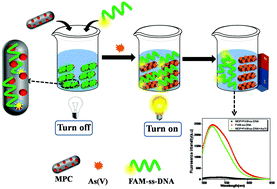 Graphical abstract: Immobilization of ssDNA on a metal–organic framework derived magnetic porous carbon (MPC) composite as a fluorescent sensing platform for the detection of arsenate ions