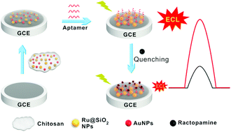 Graphical abstract: Construction of an ultrasensitive electrochemiluminescent aptasensor for ractopamine detection