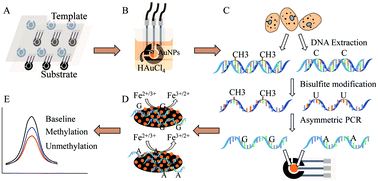 Graphical abstract: A simple and low-cost screen printed electrode for hepatocellular carcinoma methylation detection