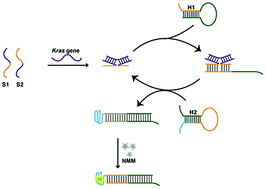 Graphical abstract: An ultrasensitive and simple fluorescence biosensor for detection of the Kras wild type by using the three-way DNA junction-driven catalyzed hairpin assembly strategy