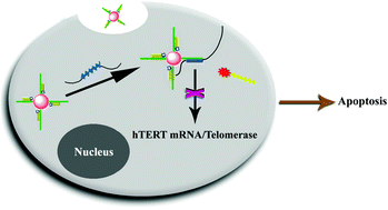 Graphical abstract: Visualizing the down-regulation of hTERT mRNA expression using gold-nanoflare probes and verifying the correlation with cancer cell apoptosis