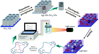 Graphical abstract: A visible-light-driven photoelectrochemical molecularly imprinted sensor based on titanium dioxide nanotube arrays loaded with silver iodide nanoparticles for the sensitive detection of benzoyl peroxide