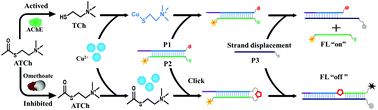 Graphical abstract: A sensitive fluorescence assay of organophosphorus pesticides using acetylcholinesterase and copper-catalyzed click chemistry