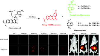 Graphical abstract: A near-infrared Nile red fluorescent probe for the discrimination of biothiols by dual-channel response and its bioimaging applications in living cells and animals