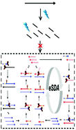 Graphical abstract: Fluorescent S1 nuclease assay utilizing exponential strand displacement amplification