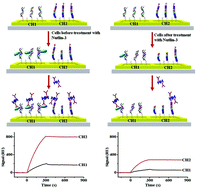 Graphical abstract: Dual-channel surface plasmon resonance monitoring of intracellular levels of the p53-MDM2 complex and caspase-3 induced by MDM2 antagonist Nutlin-3