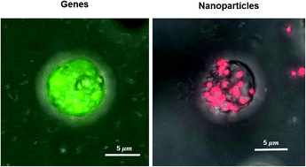 Graphical abstract: A switching role of hard-uptake nanoparticles in microalgae cell electroporation