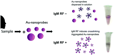 Graphical abstract: Antibody modified gold nanoparticles for fast colorimetric screening of rheumatoid arthritis