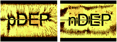 Graphical abstract: The effect of dielectrophoresis on living cells: crossover frequencies and deregulation in gene expression