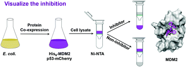 Graphical abstract: The facile and visualizable identification of broad-spectrum inhibitors of MDM2/p53 using co-expressed protein complexes