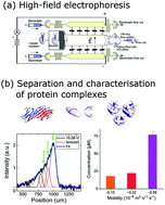 Graphical abstract: Analysis of αB-crystallin polydispersity in solution through native microfluidic electrophoresis