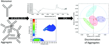 Graphical abstract: Infrared attenuated total reflection and 2D fluorescence spectroscopy for the discrimination of differently aggregated monoclonal antibodies