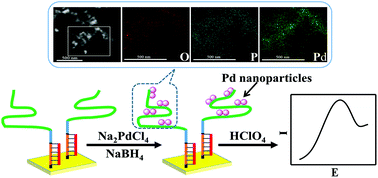 Graphical abstract: Rolling circle amplification-mediated in situ synthesis of palladium nanoparticles for the ultrasensitive electrochemical detection of microRNA