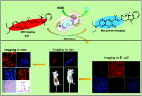 Graphical abstract: A near-infrared and two-photon dual-mode fluorescent probe for the colorimetric monitoring of SO2in vitro and in vivo