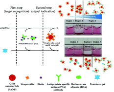 Graphical abstract: Colorimetric switchable linker-based bioassay for ultrasensitive detection of prostate-specific antigen as a cancer biomarker