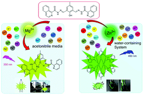 Graphical abstract: A dual functional turn-on non-toxic chemosensor for highly selective and sensitive visual detection of Mg2+ and Zn2+: the solvent-controlled recognition effect and bio-imaging application