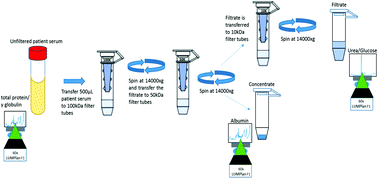 Graphical abstract: Raman spectroscopic screening of high and low molecular weight fractions of human serum