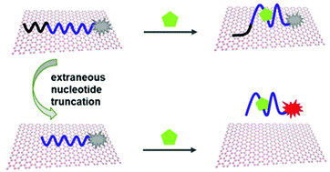 Graphical abstract: Systematic truncating of aptamers to create high-performance graphene oxide (GO)-based aptasensors for the multiplex detection of mycotoxins