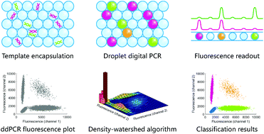 Graphical abstract: A density-watershed algorithm (DWA) method for robust, accurate and automatic classification of dual-fluorescence and four-cluster droplet digital PCR data