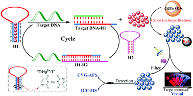 Graphical abstract: Visual/CVG-AFS/ICP-MS multi-mode and label-free detection of target nucleic acids based on a selective cation exchange reaction and enzyme-free strand displacement amplification