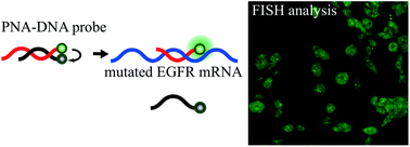 Graphical abstract: Imaging analysis of EGFR mutated cancer cells using peptide nucleic acid (PNA)–DNA probes