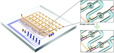 Graphical abstract: Improving single-cell transcriptome sequencing efficiency with a microfluidic phase-switch device