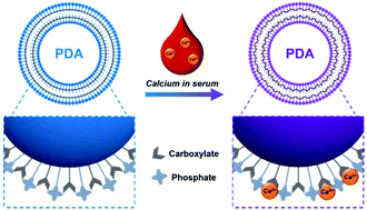 Graphical abstract: Co-functionalization with phosphate and carboxylate on polydiacetylene for colorimetric detection of calcium ions in serum