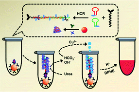 Graphical abstract: Hybridization chain reaction-enhanced enzyme biomineralization for ultrasensitive colorimetric biosensing of a protein biomarker