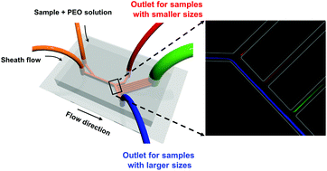 Graphical abstract: Continuous separation of fungal spores in a microfluidic flow focusing device