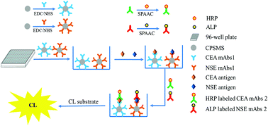 Graphical abstract: Simultaneous detection of carcinoembryonic antigen and neuron-specific enolase in human serum based on time-resolved chemiluminescence immunoassay